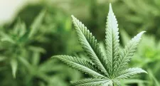 Le cannabis : ce que les parents doivent savoir
